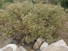 Brickellia microphylla microphylla