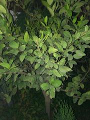 Citrus