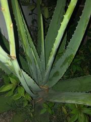 Aloe vera