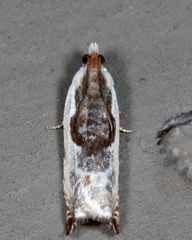 Ancylis nubeculana