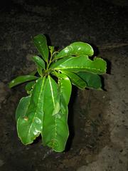 Magnoliopsida