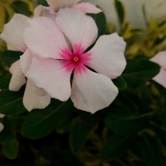 Magnoliopsida