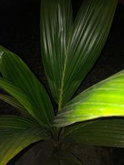 Arecoideae