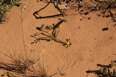 Senecio lycopodioides