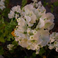 Magnoliopsida