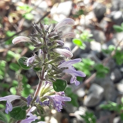 Hedeoma palmeri