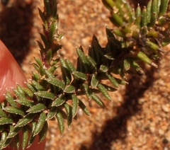 Senecio lycopodioides
