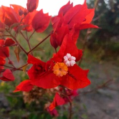 Bougainvillea