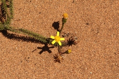 Senecio lycopodioides