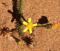 Senecio lycopodioides