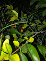 Magnoliopsida