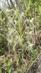 Habenaria kraenzliniana