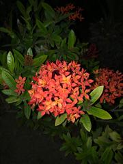 Ixora