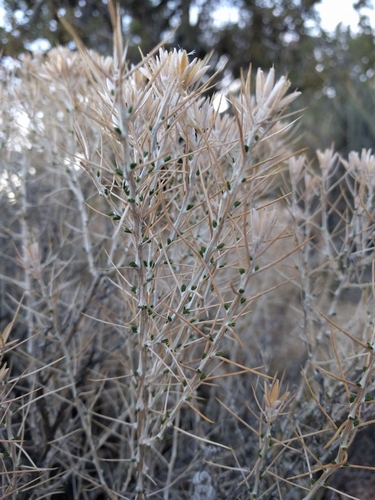 striped cottonthorn (Tetradymia argyraea)