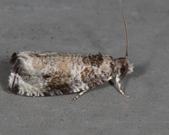 Olethreutes appendiceum