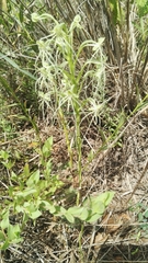 Habenaria kraenzliniana