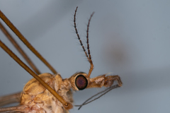 Tipula lunata
