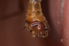 Tipula lunata