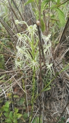 Habenaria kraenzliniana