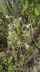 Habenaria kraenzliniana