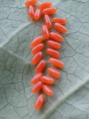 Labidomera clivicollis