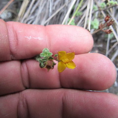 Chaetolepis microphylla