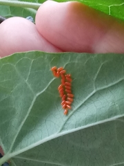 Labidomera clivicollis