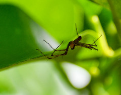 Tapinillus