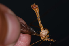 Tipula lunata