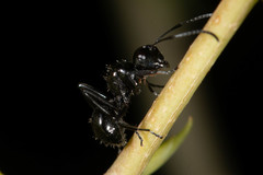 Polyrhachis pilosa