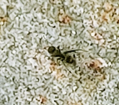 Camponotus planatus