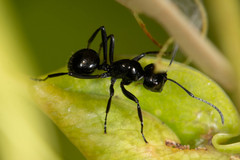 Polyrhachis pilosa