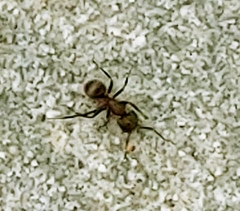 Camponotus planatus