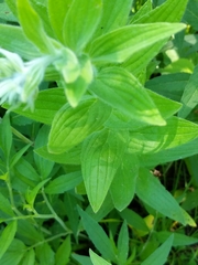Lithospermum parviflorum
