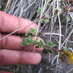 Chaetolepis microphylla