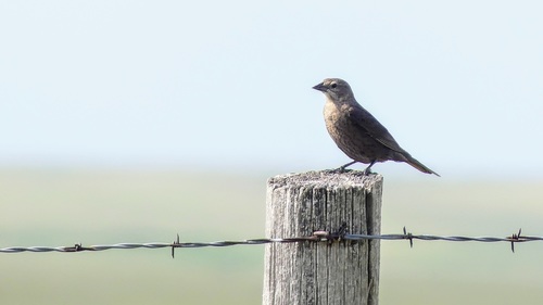 Brown-headed Cowbird photographed in South Dakota