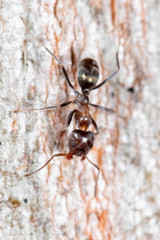 Iridomyrmex rufoniger