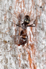 Iridomyrmex rufoniger