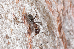 Iridomyrmex rufoniger