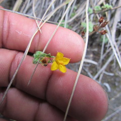 Chaetolepis microphylla