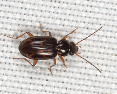 Bembidion castor