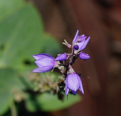 Veronica perfoliata