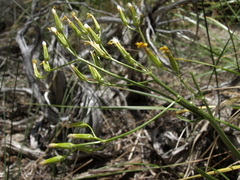 Crepis acuminata