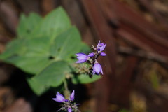 Veronica perfoliata