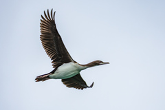 Leucocarbo chalconotus