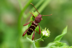 Neoclytus acuminatus