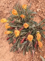 Oenothera howardii