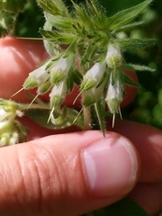 Lithospermum parviflorum