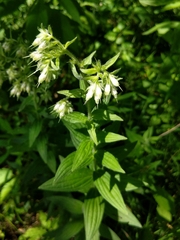 Lithospermum parviflorum