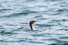 Leucocarbo chalconotus